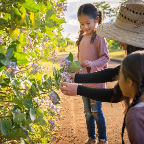 The Farm at Hōkūala Tour