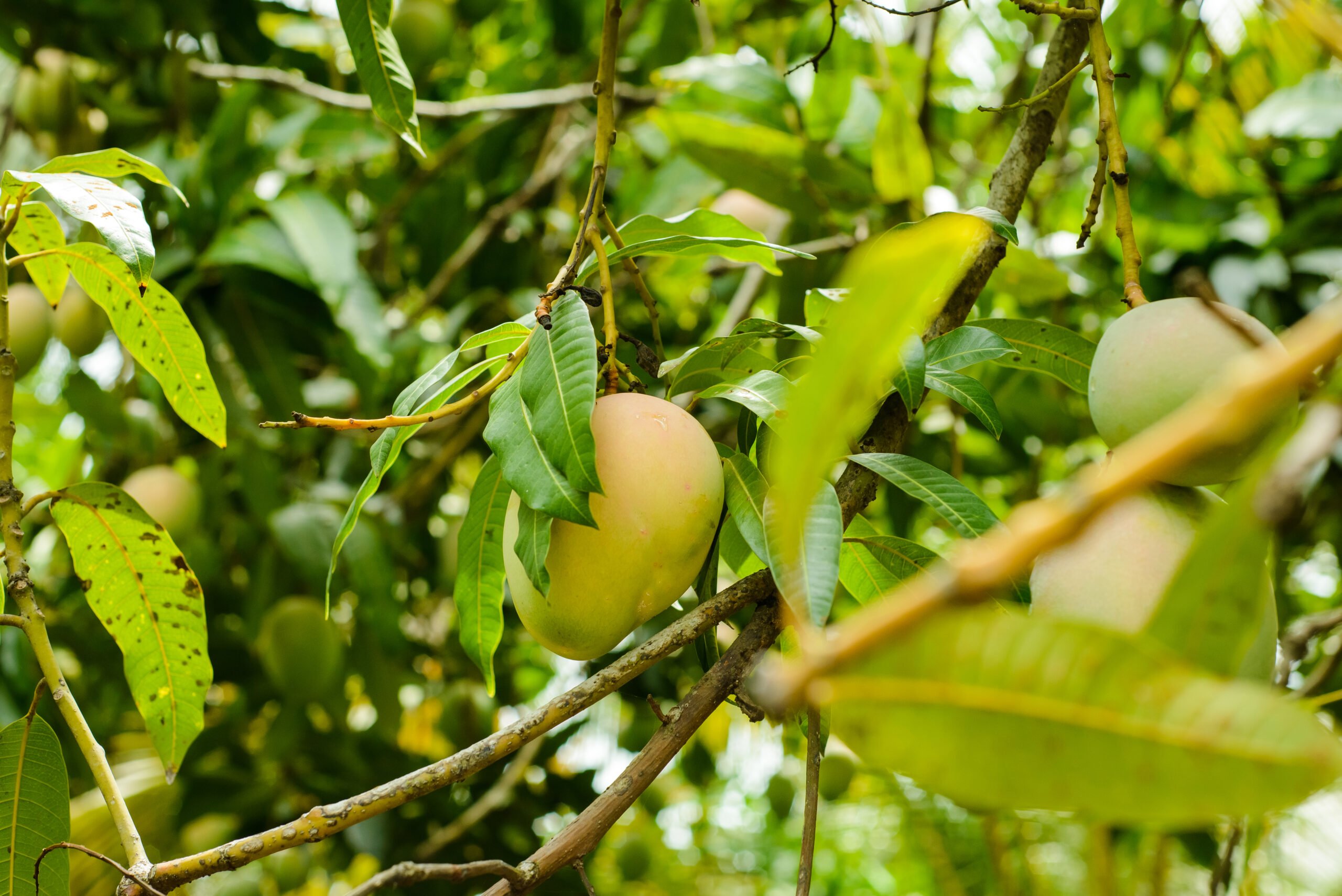 Fresh mangos on from The Farm at Hokuala.