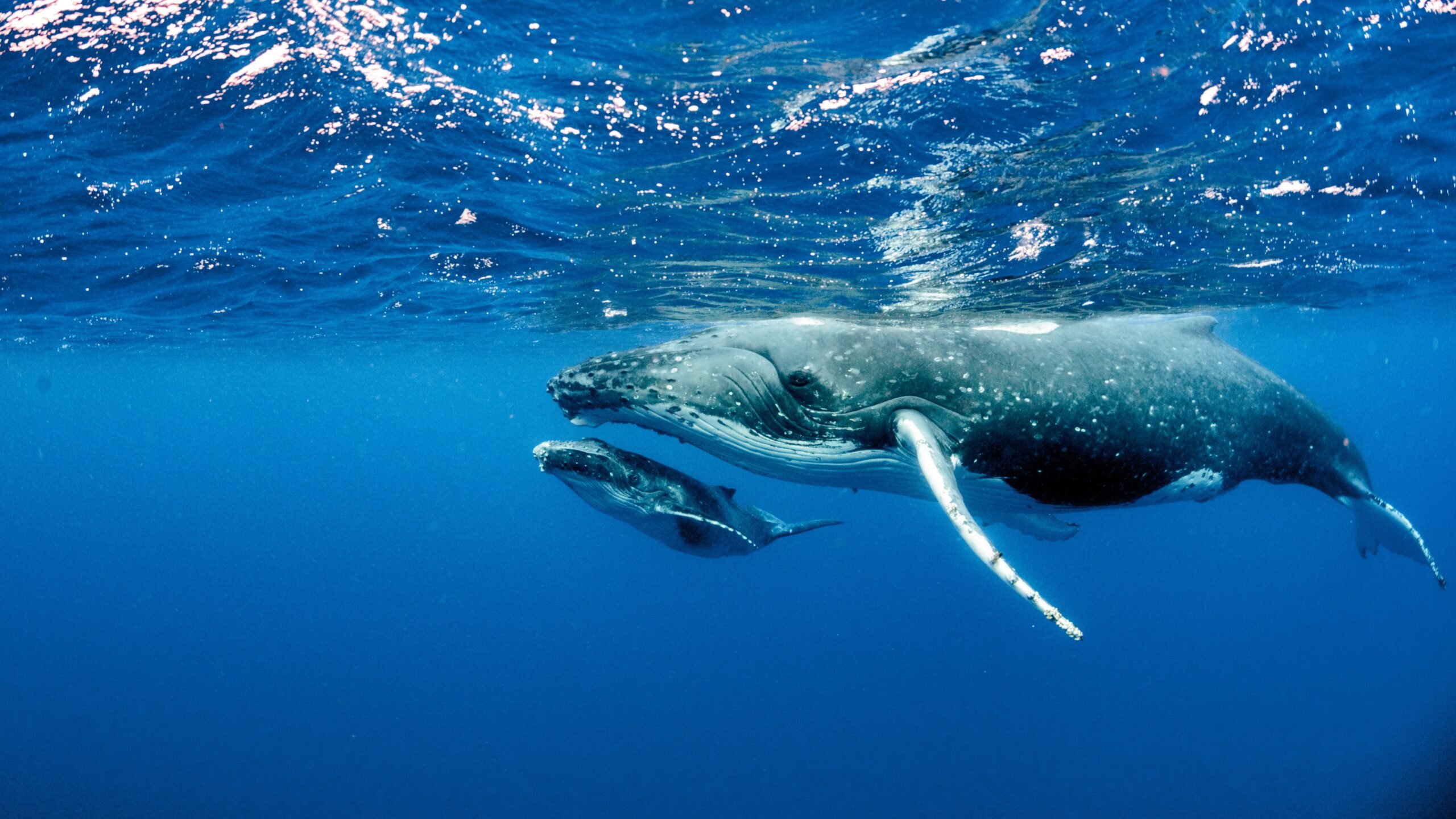 Humpback whales swimming underwater